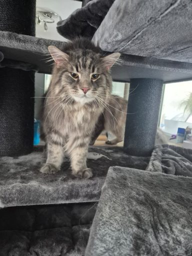 Entretien chat Entretien chat