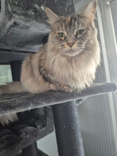 Entretien chat Entretien chat