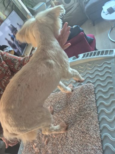 Poil mi-long : forfait tonte