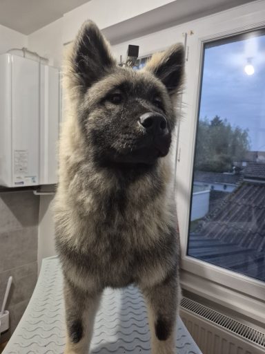 Forfait chiot