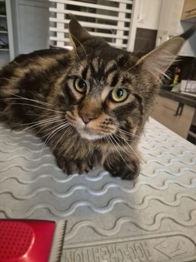 Entretien Main Coon