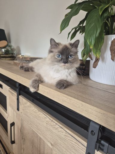 Forfait chat Forfait chat