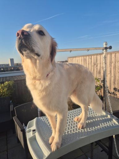 Poil mi-long : coupe ciseaux