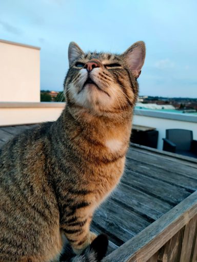 Entretien chat tous les mois