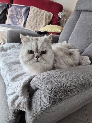 Entretien chat Entretien chat