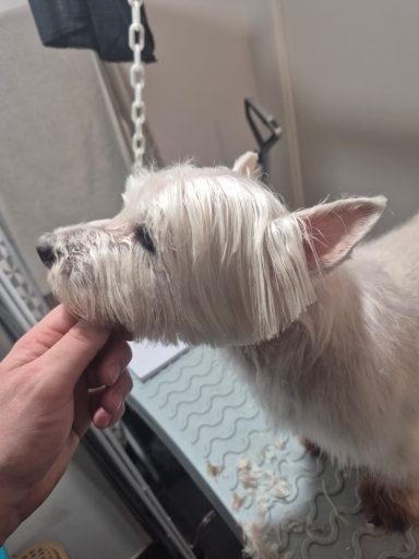 Poil mi-long : forfait tonte