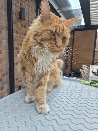 Forfait Chat 