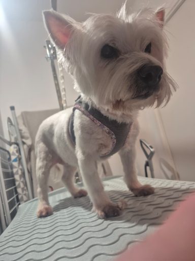 Poil mi-long : forfait tonte