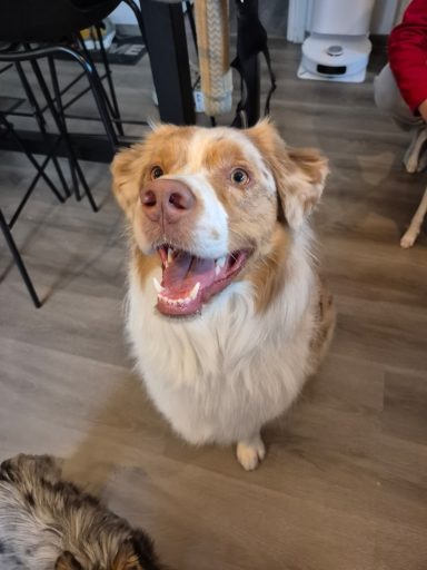 Coupe Ciseaux