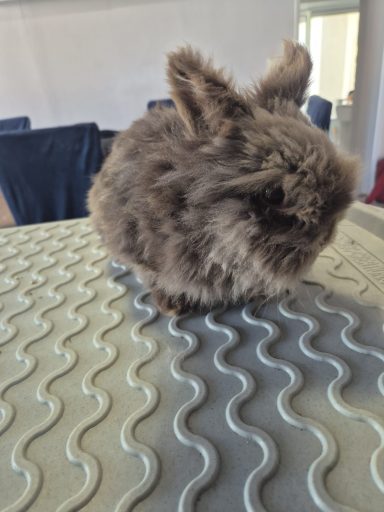 Forfait entretien lapin Angora