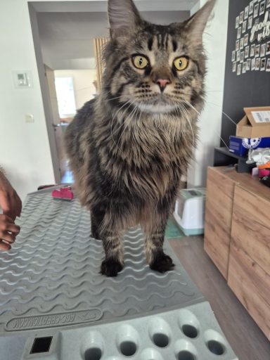 Forfait chat Forfait chat
