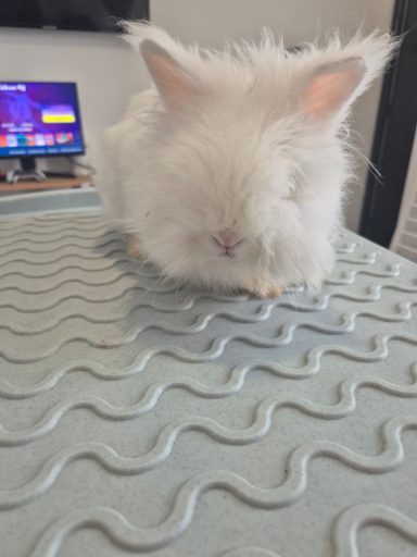Forfait lapin Forfait lapin