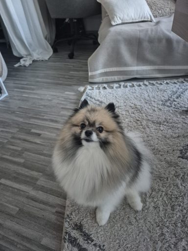 Poil long : Forfait coupe ciseaux