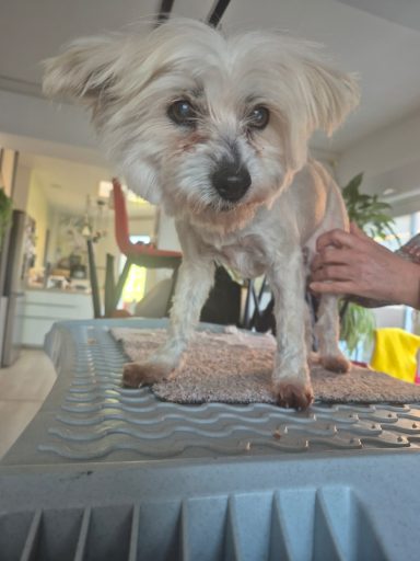 Poil mi-long : forfait tonte