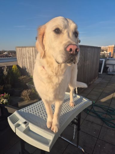 Poil mi-long : coupe ciseaux