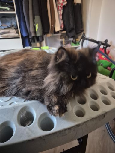 Entretien chat Entretien chat