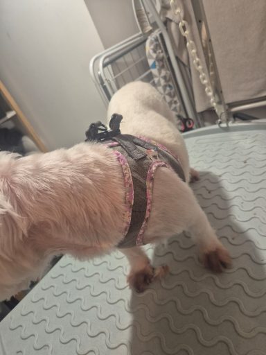 Poil mi-long : forfait tonte