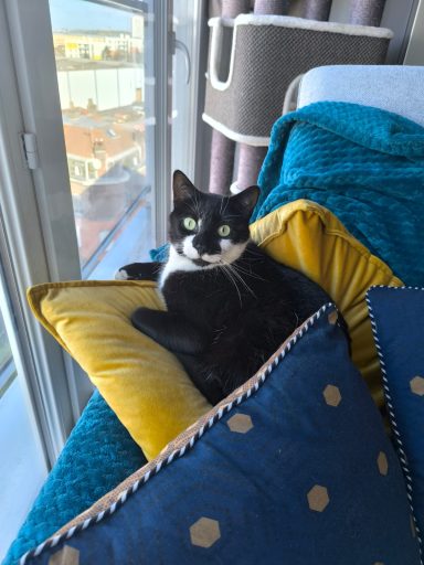 Entretien chat Entretien chat