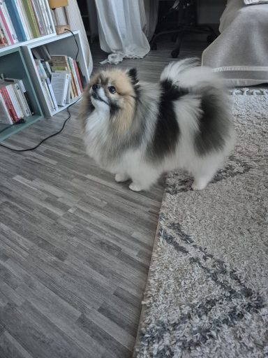 Poil long : Forfait coupe ciseaux